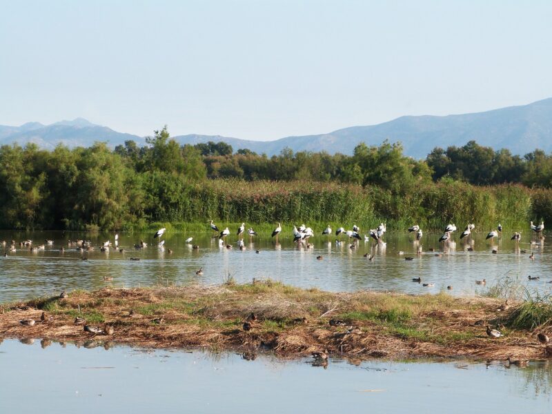 Aiguamoles de l’Emporda