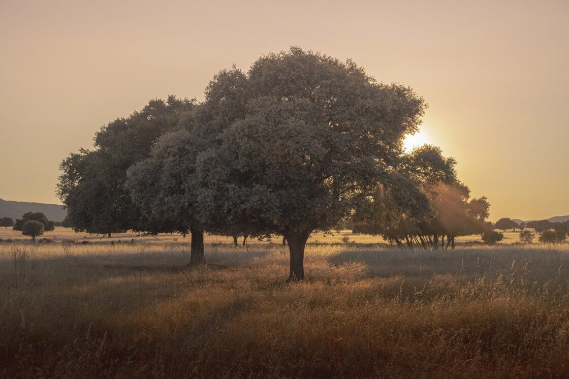 cabaneros-national-park