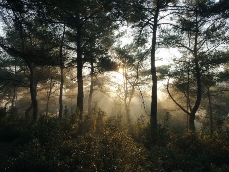 Explorar la increíble belleza de la naturaleza escribiendo ensayos